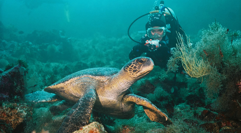 A sea turtle with a person in full diving gear underwater in the Galapagos Islands.