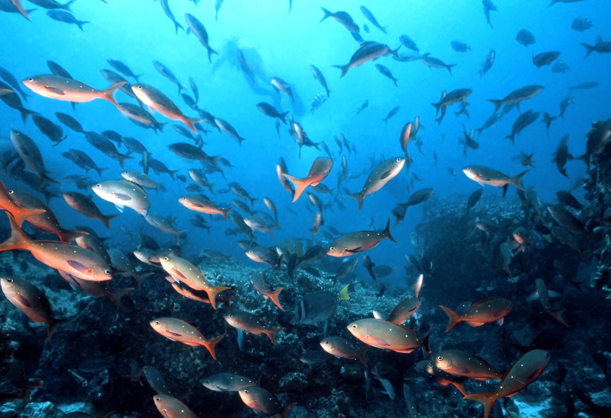 Hundreds of fish swimming in the water seen while snorkeling, either from a cruise or land tour.