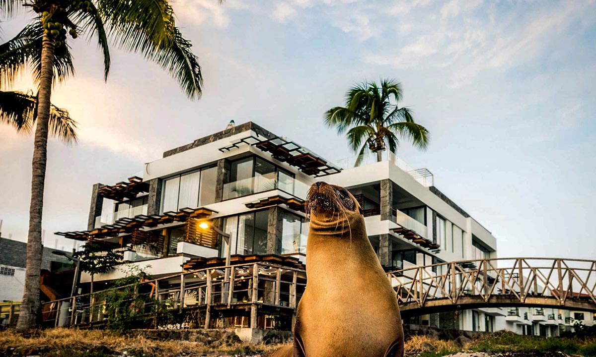 A sea lion sits on the beach in front of the Golden Bay Hotel, popular for Galapagos land tours.
