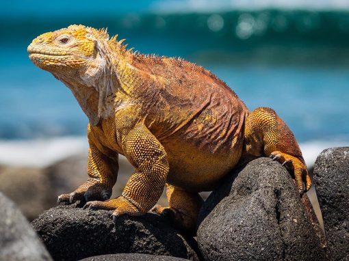 A yellow land iguana sitting on black rocks with the Pacific Ocean in the background.