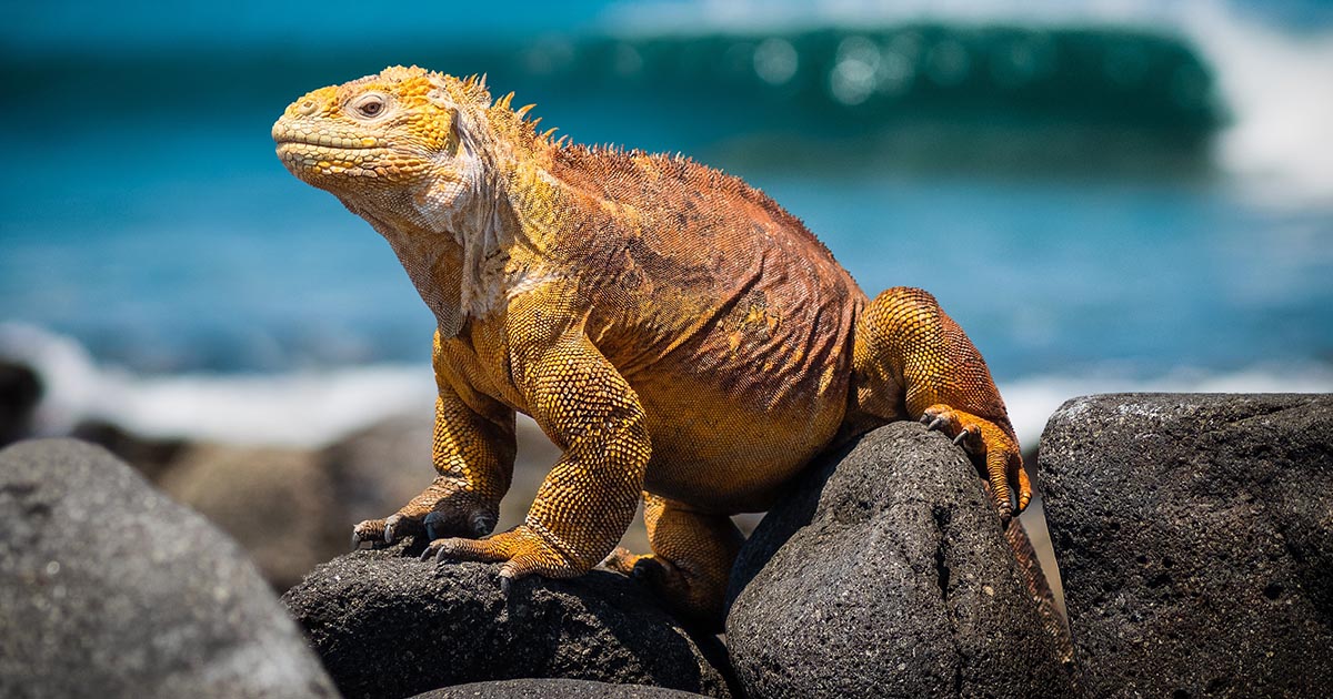 A yellow land iguana sitting on black rocks with the Pacific Ocean in the background.
