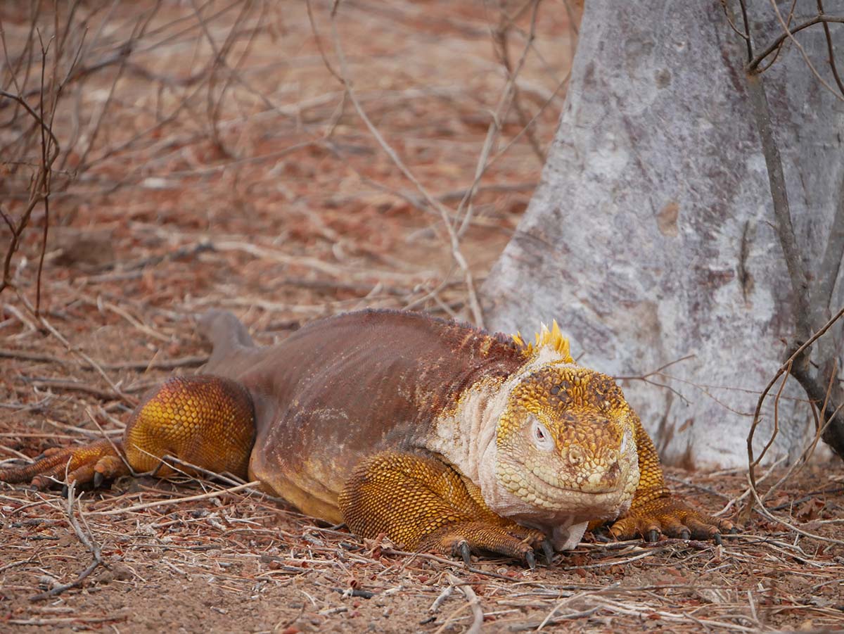 An orange land iguana blends in with the dirt below on the Galapagos.