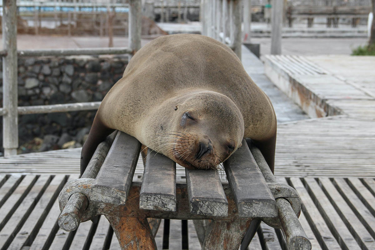 A sea lion napping on a wooden bench in the Galapagos.