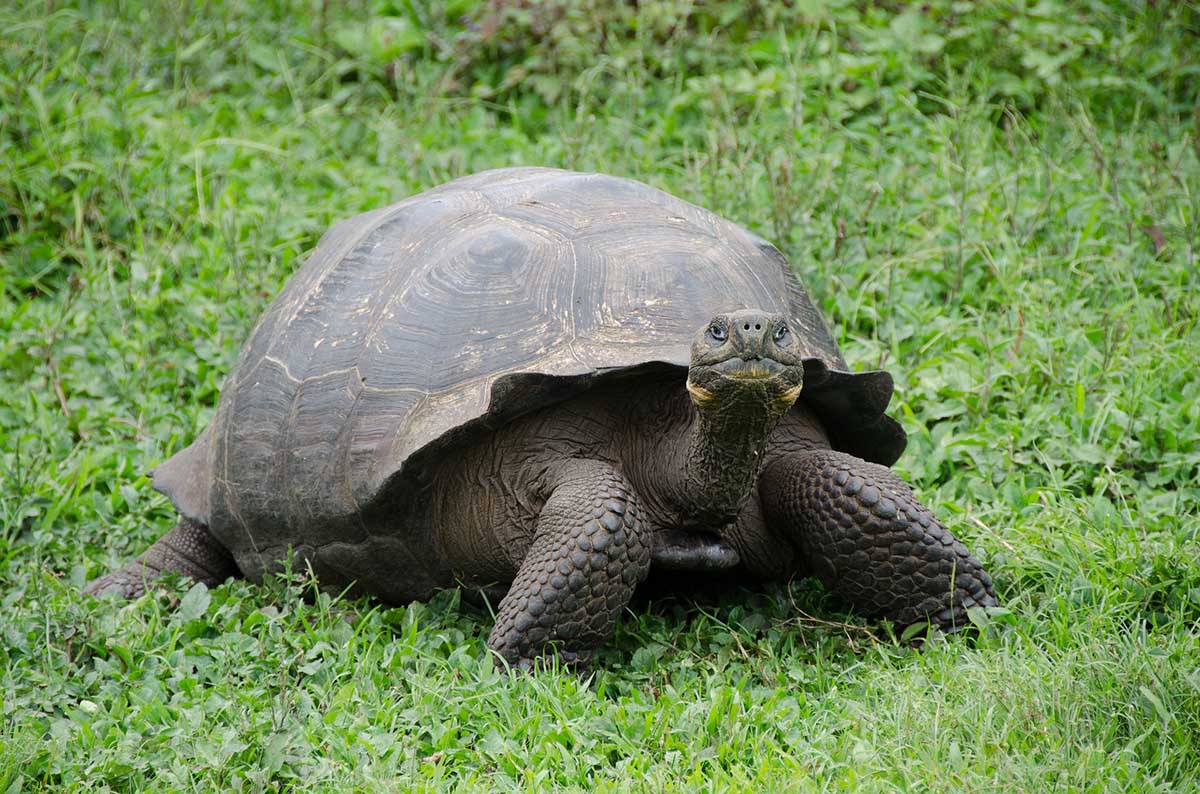 A Galapagos giant tortoise stares at the viewer as it sits on vibrant green grass. 