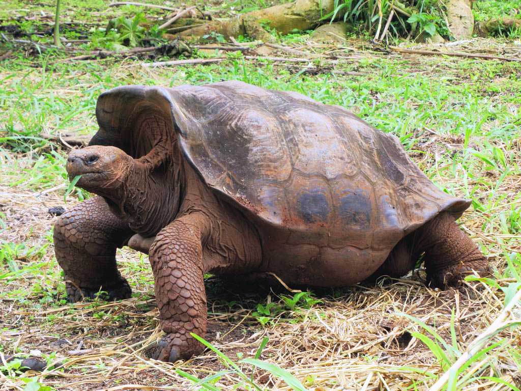 The Galapagos tortoise, the largest living species of tortoise, weighs up to 919 pounds (417 kilos).