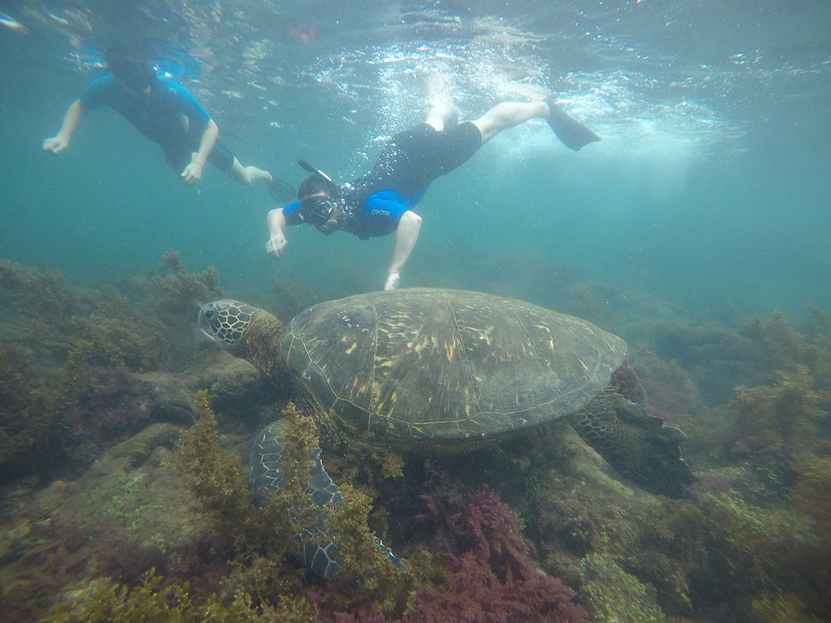 A human-sized sea turtle is seen by two snorkelers in the Galapagos Islands. 