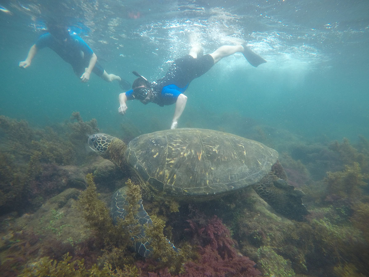 A human-sized sea turtle is seen by two snorkelers in the Galapagos Islands.