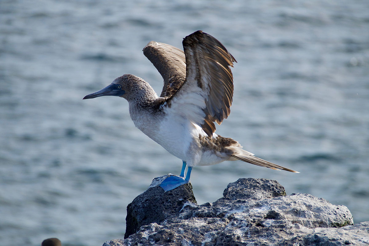 Blue-footed boobie, a famous bird species of the Galapagos, spreads its wings while on a rock. 