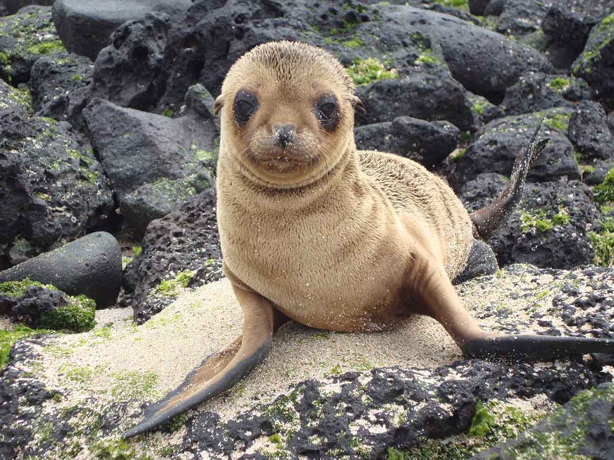 A light brown baby sea lion sits on lava rocks and sand as it looks at the viewer. 