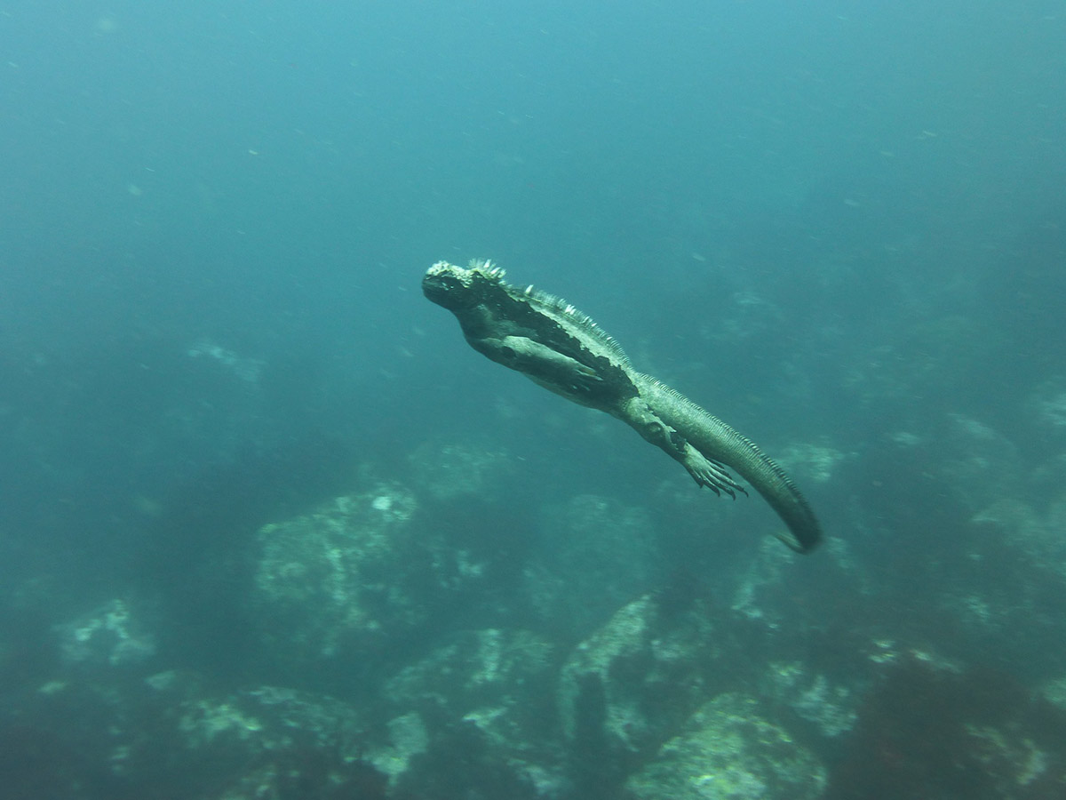 A marine iguana swims alone in the clear blue Galapagos Island waters. 