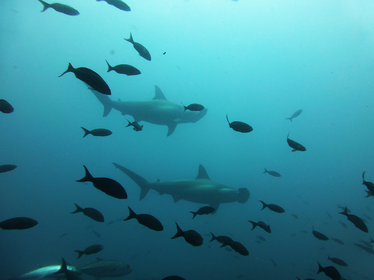 Two hammerhead sharks swimming with a school of fish.