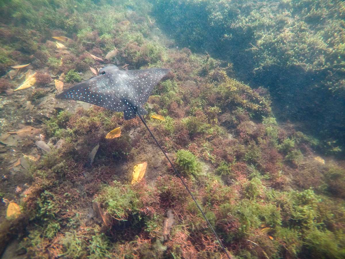 A white spotted black manta ray swims above a seaweed covered ocean floor in the Galapagos Islands.
