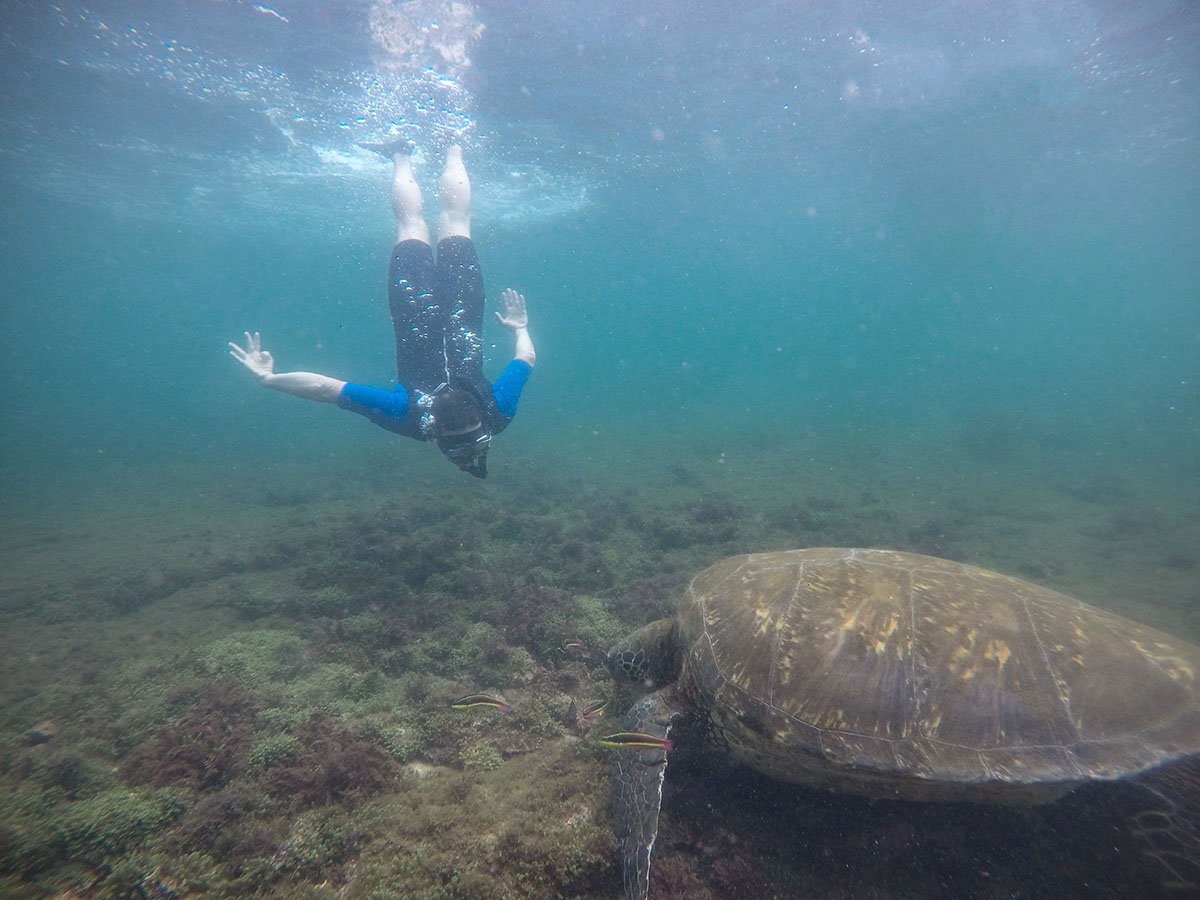 Person diving towards a giant sea turtle resting in a shallow area in the Galapagos Islands.