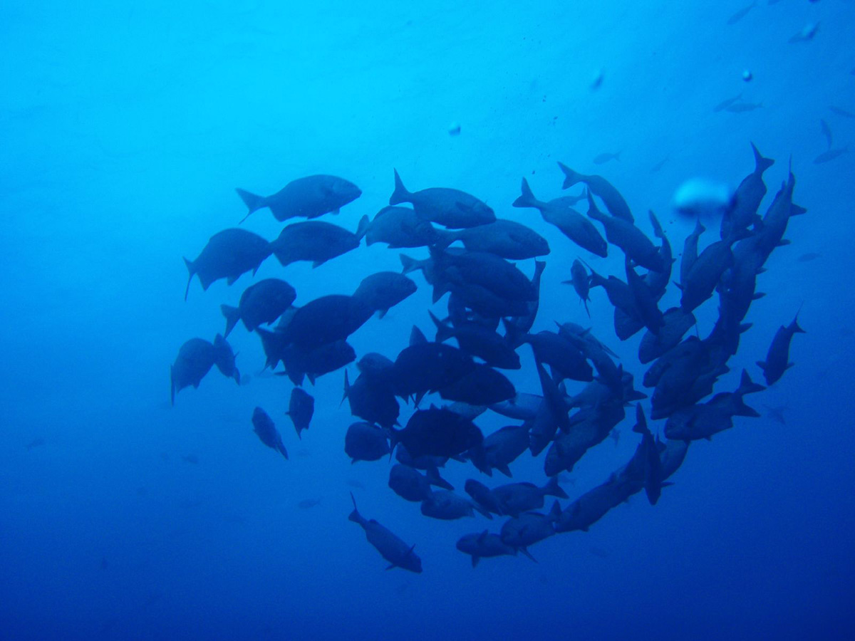 Group of fish swimming together in a circle in the blue waters of the Galapagos Islands.