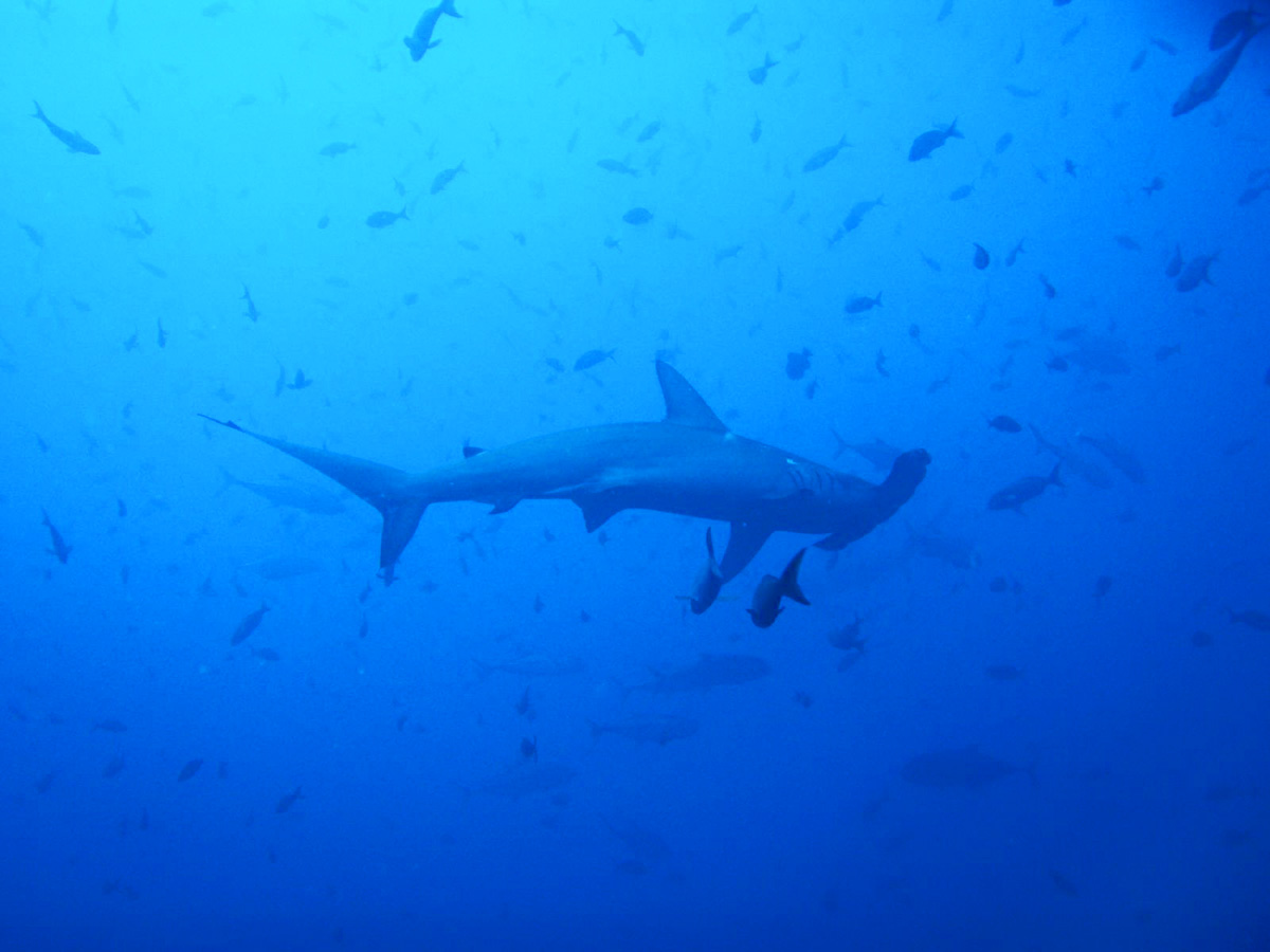 A hammerhead shark in the Galapagos Islands, a sighting for lucky scuba divers in the Galapagos.
