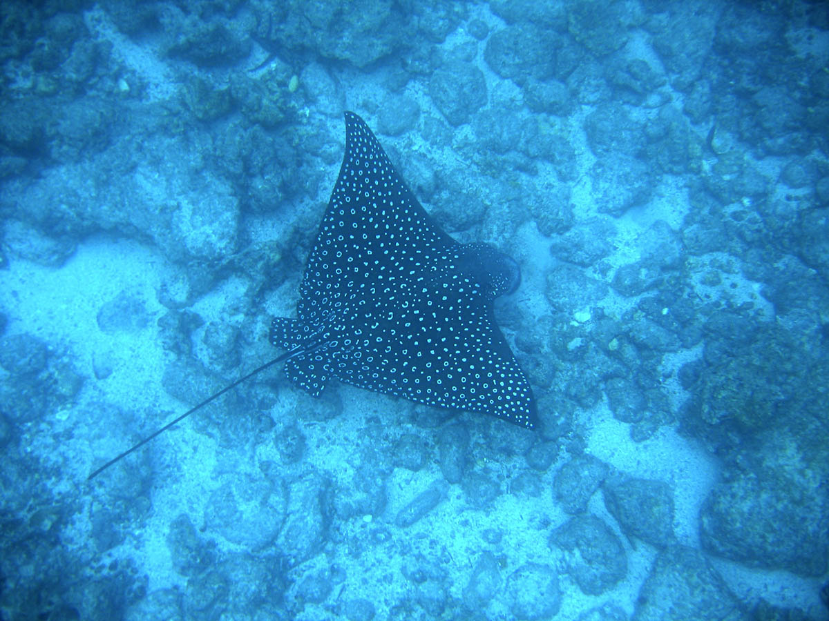 An eagle ray with white spots soaring in the depths near the ocean floor of the Galapagos Islands.