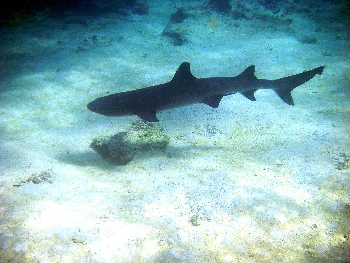 A reef shark, active year round, floating over the illuminated, sandy ocean floor in the Galapagos.
