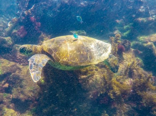 Spot sea turtles, fish, colorful coral and more when scuba diving in the Galapagos.