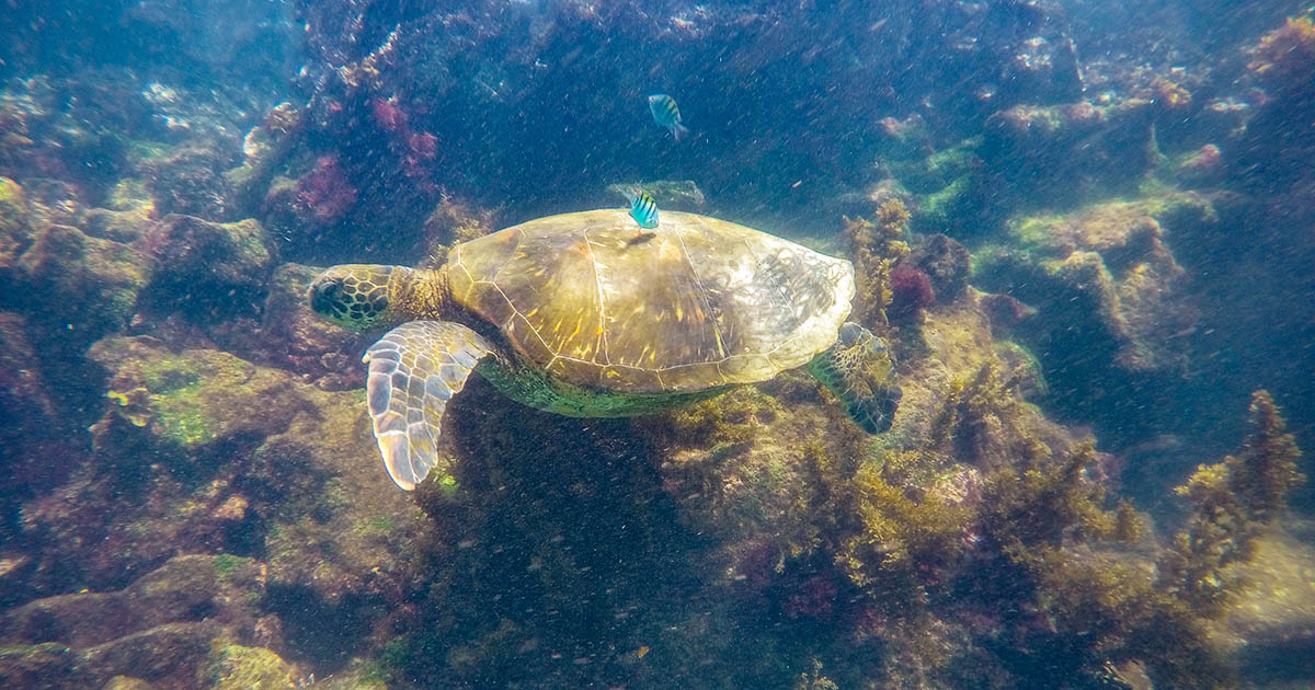 Spot sea turtles, fish, colorful coral and more when scuba diving in the Galapagos.