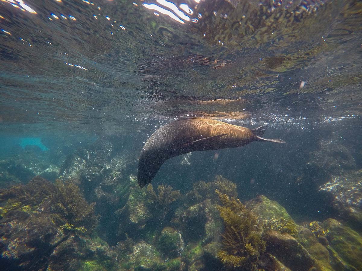A sea lion plays near the water’s surface off the Galapagos Islands, a common sighting for divers.