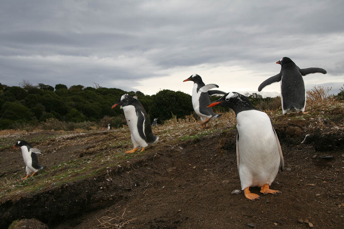 Five Gentoo penguins stand on a low hill on an overcast day with forest in the background.