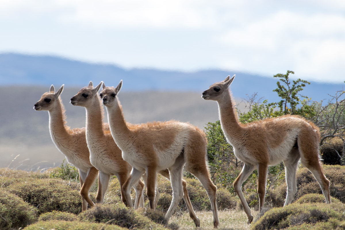 Four guanacos wander across a plain in Tierra del Fuego. 