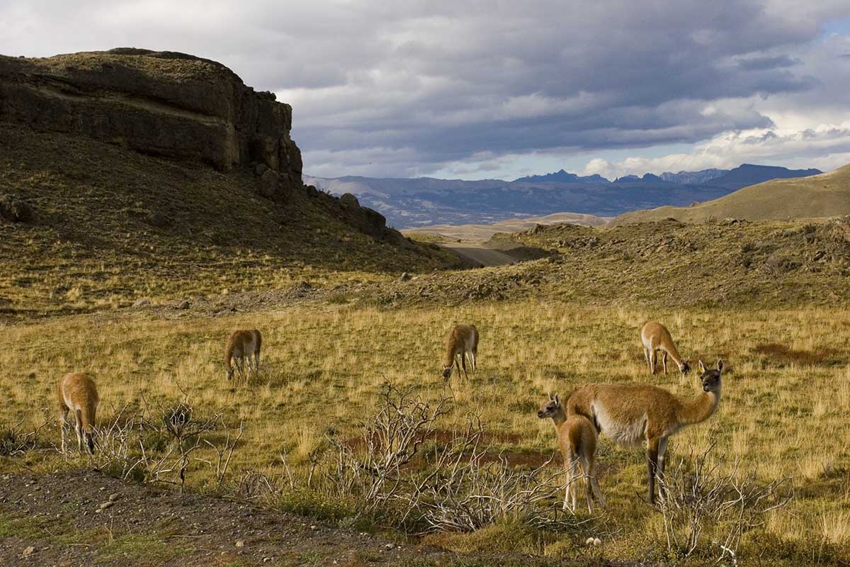 Guanacos graze on a grassy steppe with a mountain range in the far distance.
