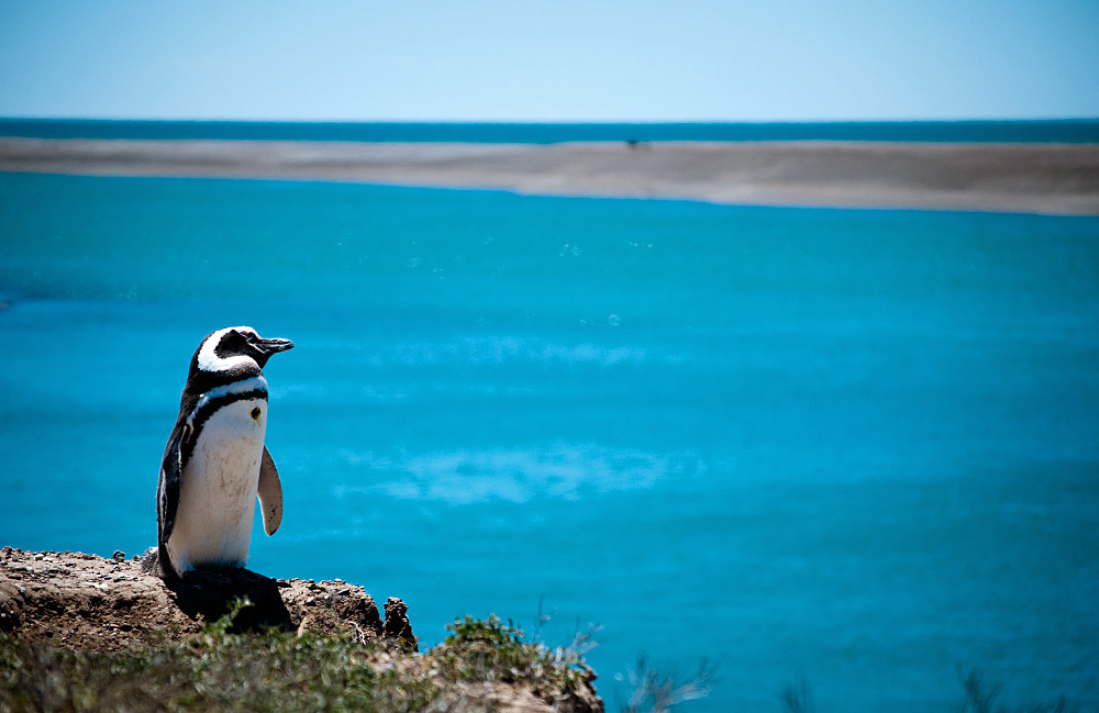 A Magellanic penguin looks out over the ocean in the Valdes Peninsula.