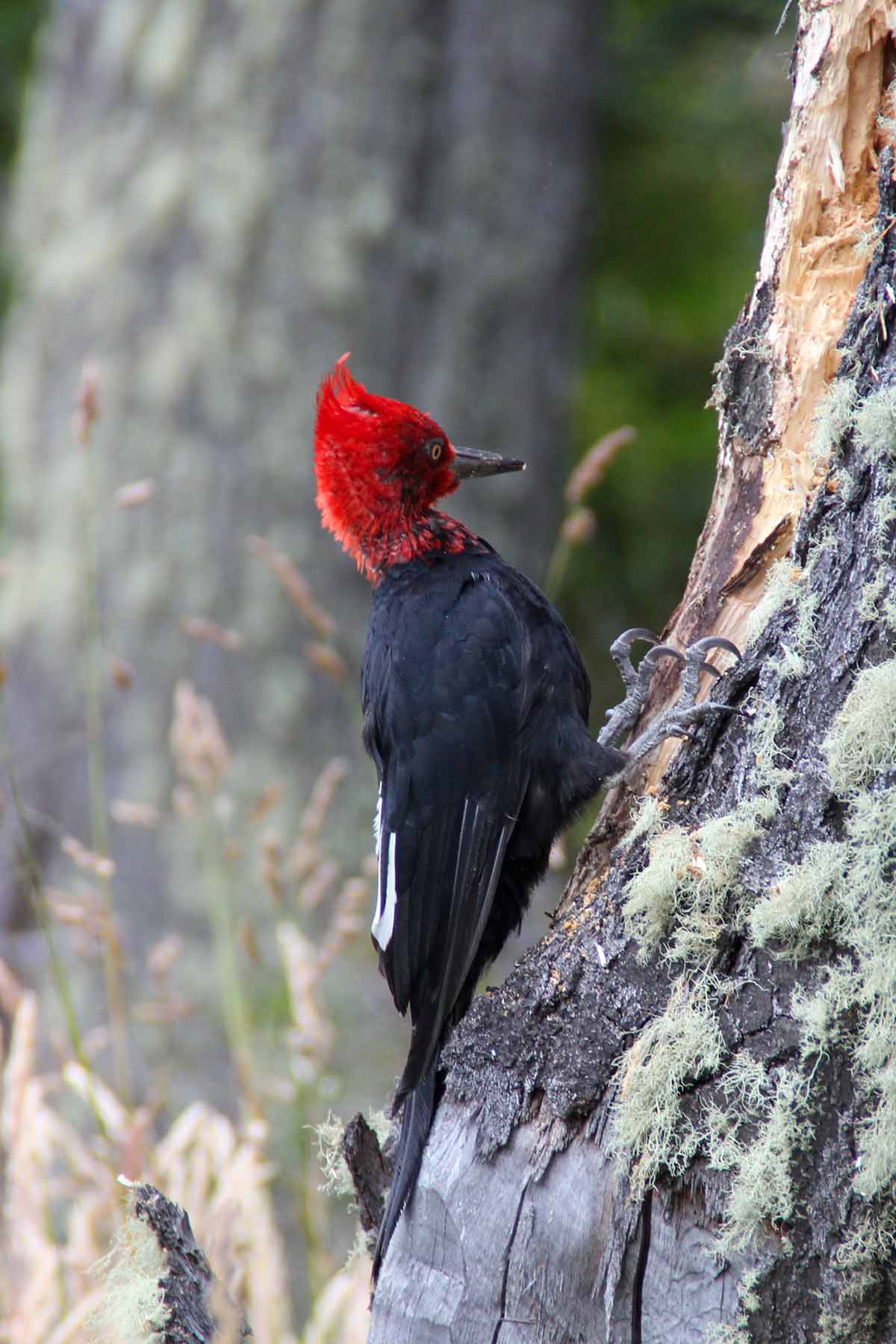 A male Magellanic woodpecker with a bright red tufted head perches on a tree to peck.