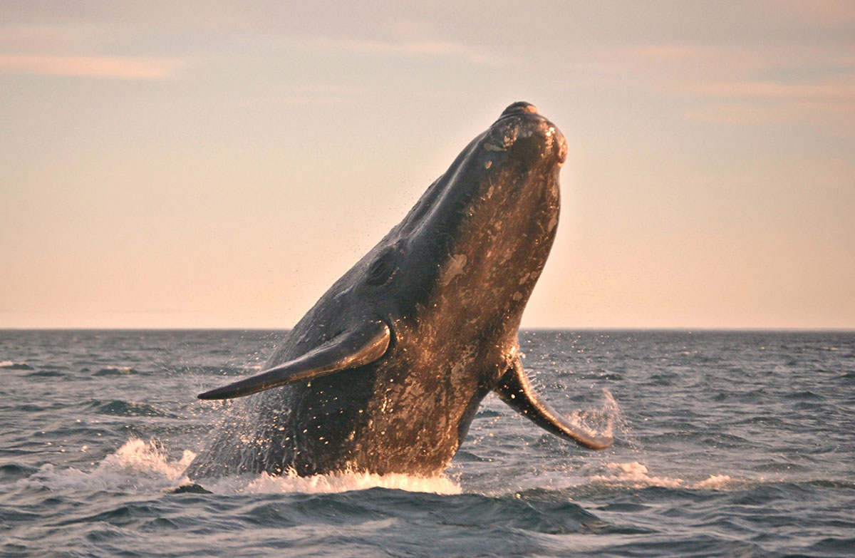 A right whale breaches in the muted colors of sunset.