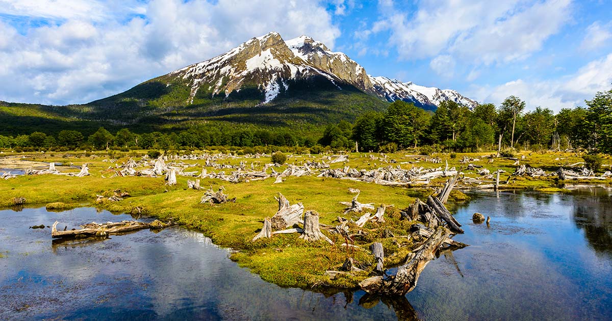 A river flows in front of a field of cut trees with a partially snow-capped mountain behind.