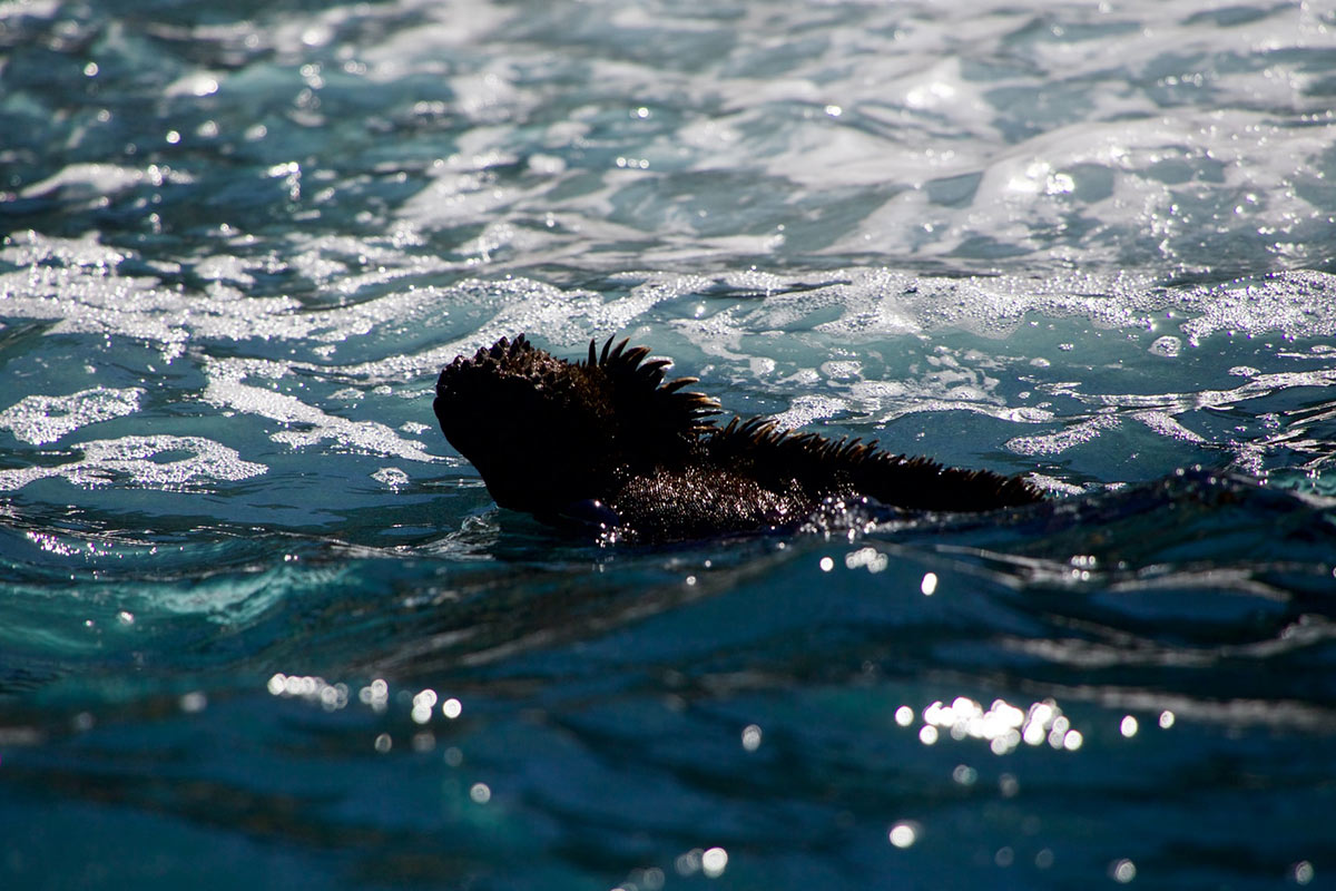 An adult marine iguana swimming in the ocean with its head above water.
