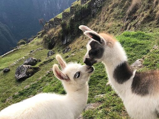 Two baby llamas that are touching their noses and green terraces of Machu Picchu behind them.