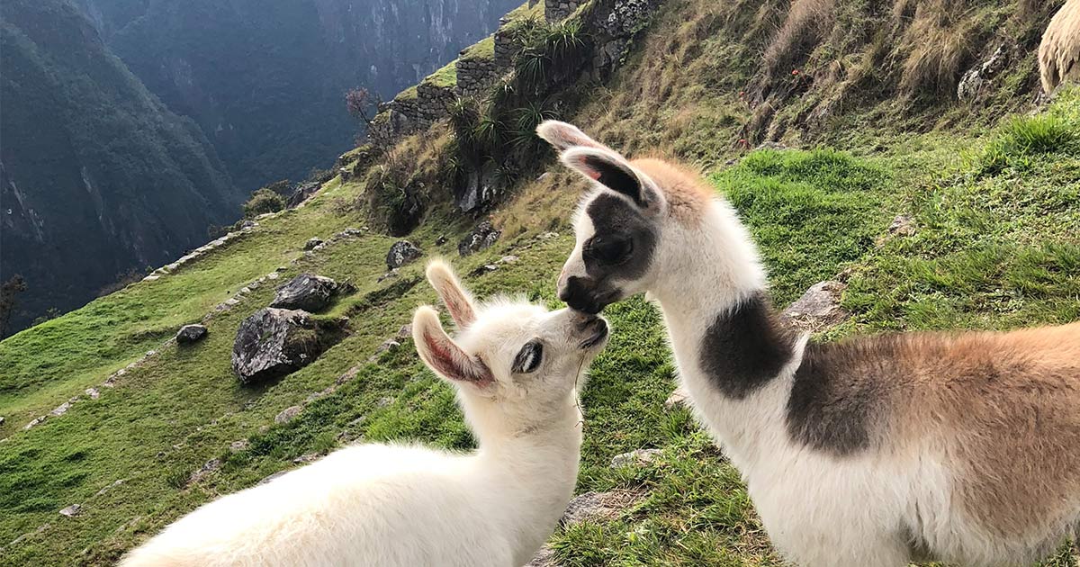Two baby llamas that are touching their noses and green terraces of Machu Picchu behind them.