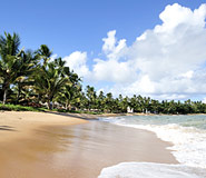 Praia do Forte Picture, Praia do Forte Travel, Brazil Travel, Brazil For Less