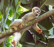 Manaus Tour, Brazil Travel, Brazil For Less