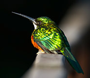 Pantanal Tour, Brazil Travel, Brazil For Less