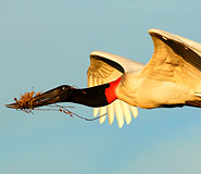 Pantanal Picture, Pantanal Travel, Brazil Travel, Brazil For Less