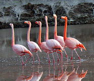 Galapagos Tour, Ecuador Travel, Galapagos For Less