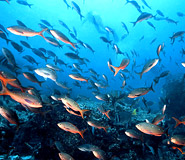 Galapagos Tour, Ecuador Travel, Galapagos For Less