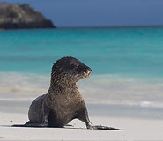 Galapagos picture, Galapagos Travel, Galapagos For Less