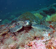 Galapagos picture, Galapagos Travel, Galapagos For Less