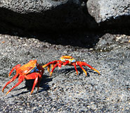 Galapagos picture, Galapagos Travel, Galapagos For Less