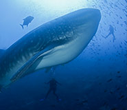 Galapagos picture, Galapagos Travel, Galapagos For Less