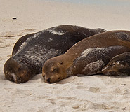 Galapagos picture, Ecuador Travel, Galapagos For Less