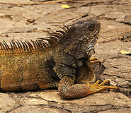 Guayaquil picture, Ecuador travel, Galapagos For Less