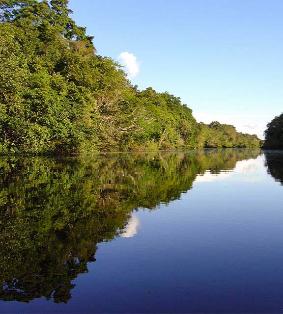 Lush greenery reflected in the water of a river in the Peruvian Amazon Rainforest.