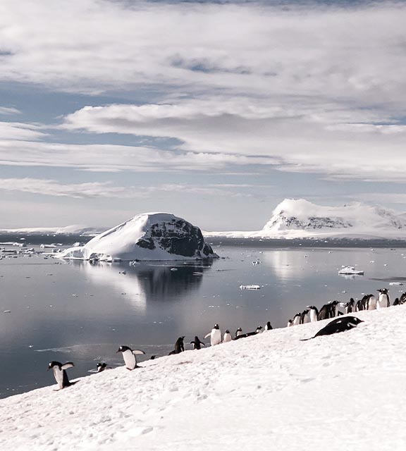 A colony of penguins climbing an ice-covered hill next to the ocean in Antarctica.