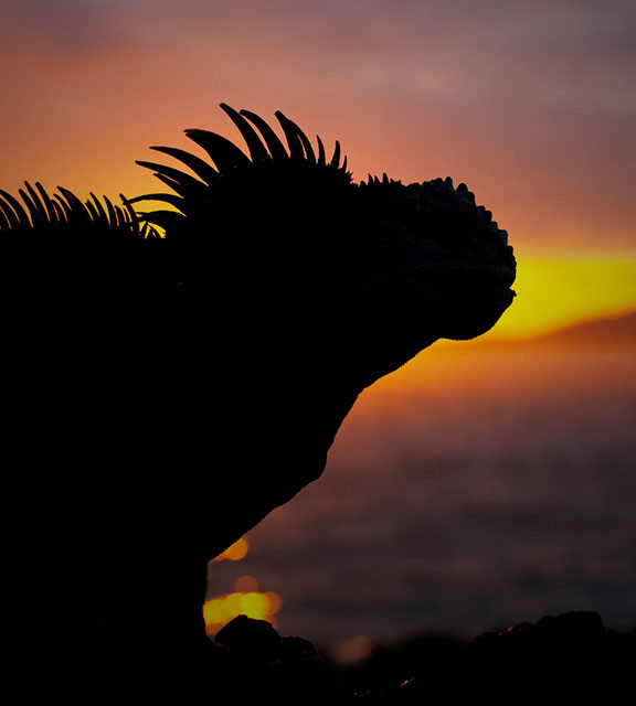 The silhouette of a Galapagos marine iguana seen against a multi-colored sunset sky and ocean.