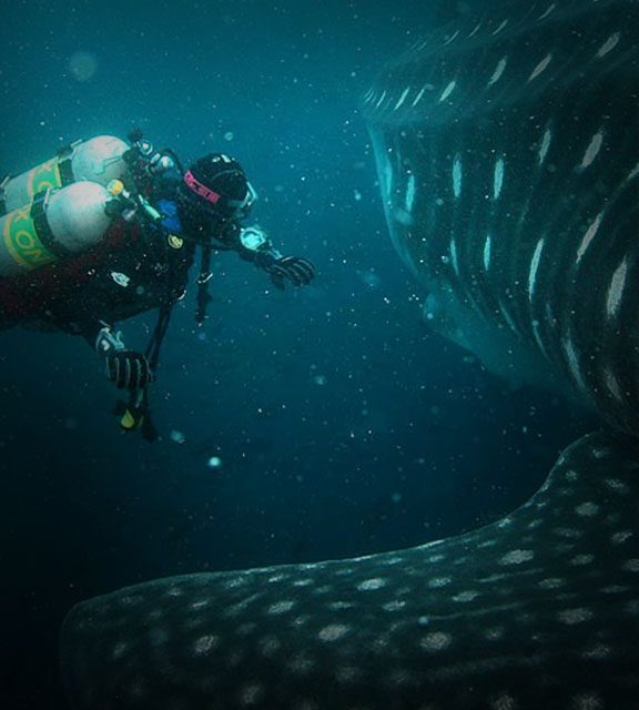 A scuba diver in the Galapagos Islands seen within feet of the fin and body of a whale shark.